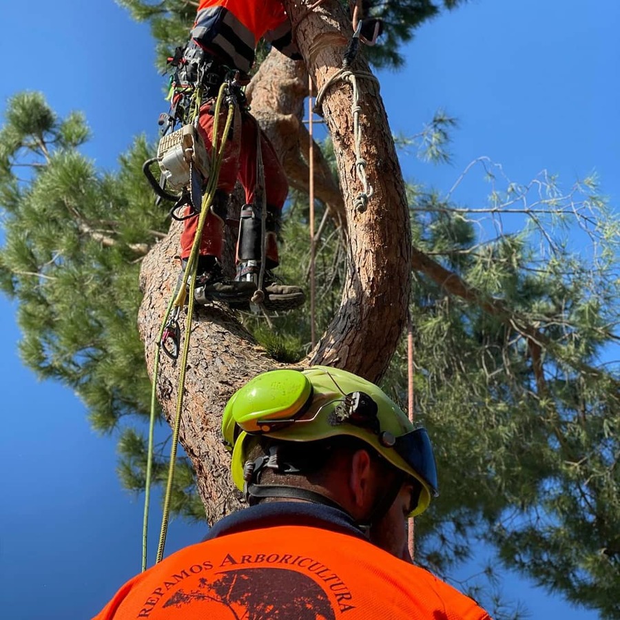 Arboristas especializados en podas y talas