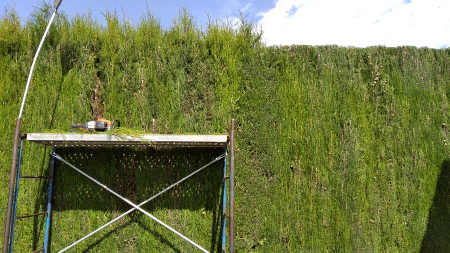 Recorte de seto de ciprés