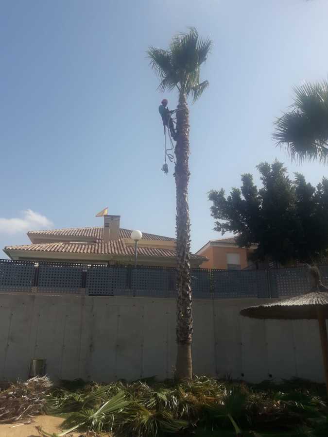 Poda de palmera
