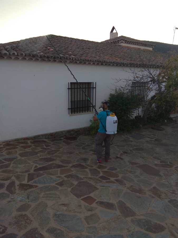Desinsectacion avispas