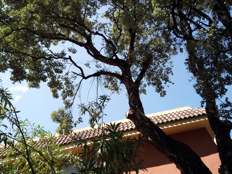 Alcornoque (Quercus suber)