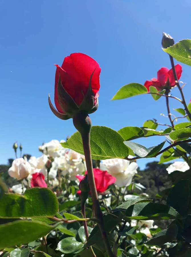 Jardinería y multiservicios