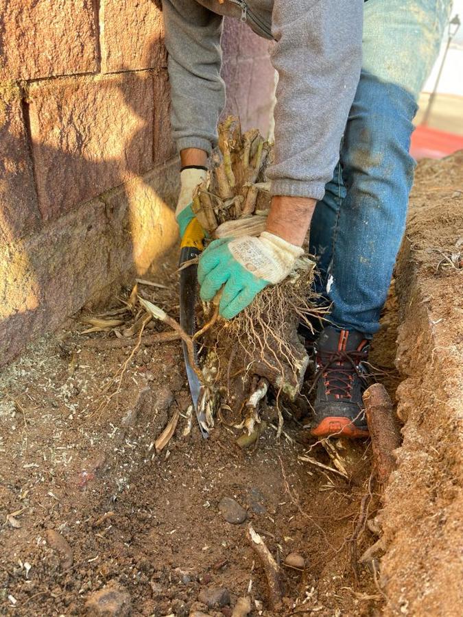 Retirada de raiz adelfas