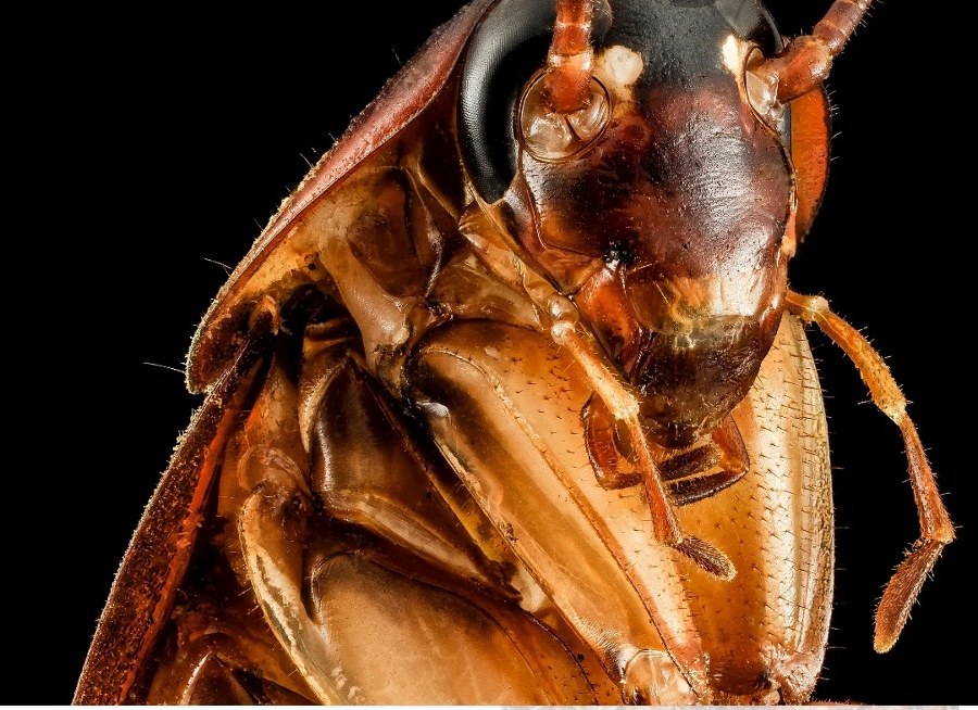 Fotografía de cucaracha americana