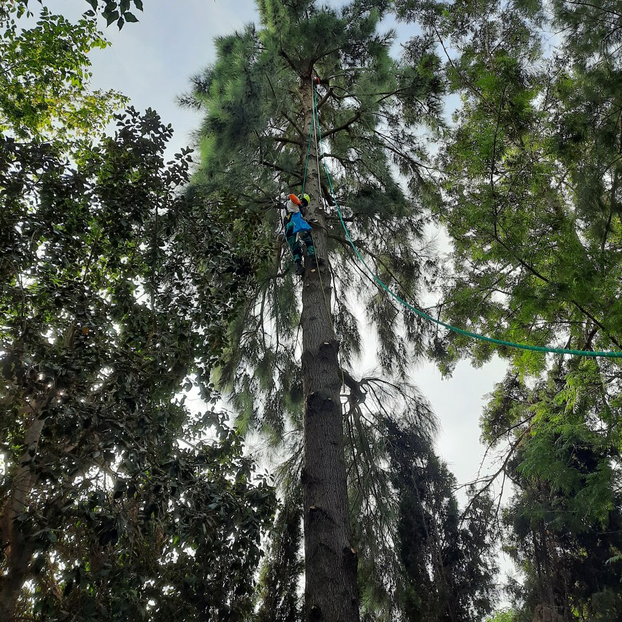 Tala de árboles