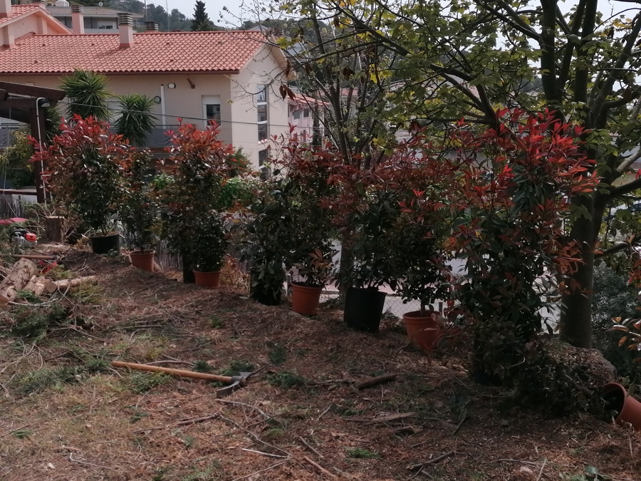 Puesta apunto jardín en Sitges