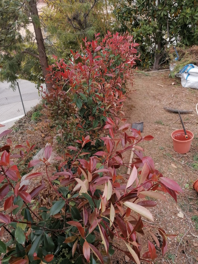 Puesta apunto jardín en Sitges