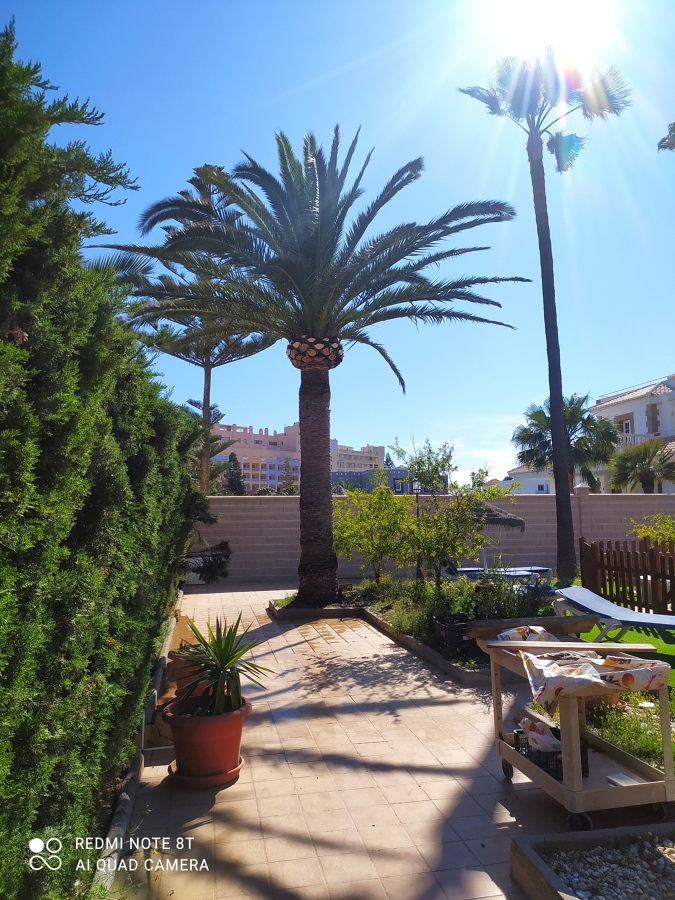 Poda. Y formación de balona en palmera Phoenix canariensis