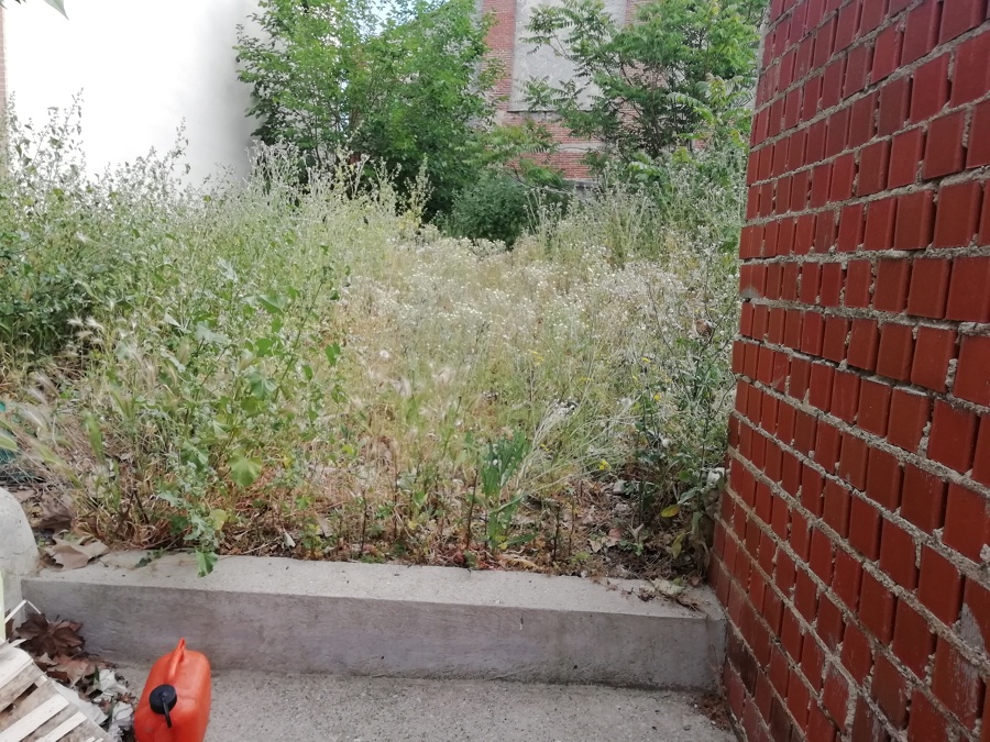 Desbroce de parcela,tala de árboles y limpieza