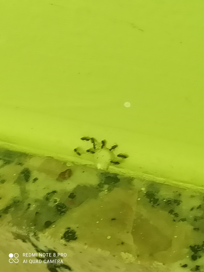 Desinsectación para hormigas mediante gel atrayente