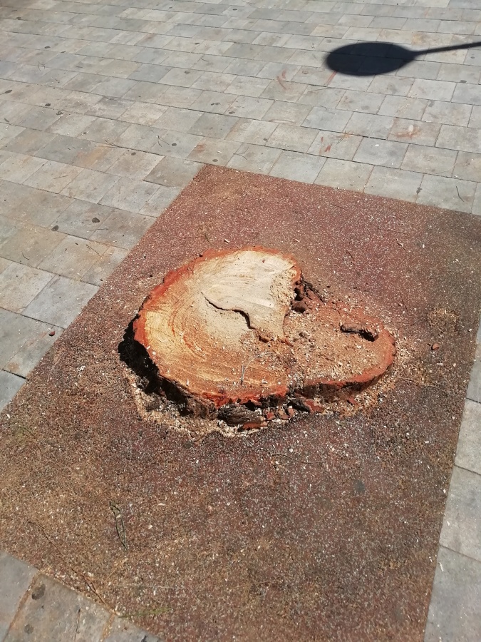 Tala de pino cedido por temporal filomena