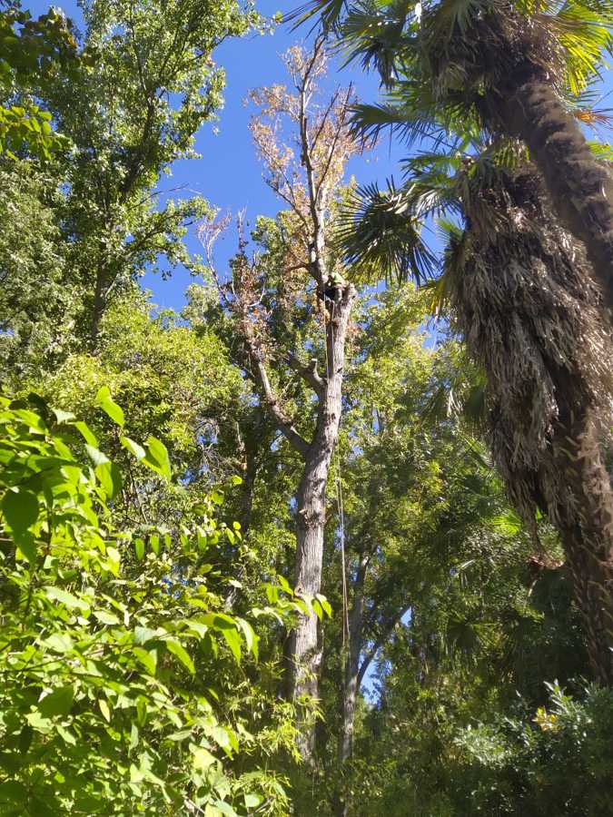 Tala de chopo por método de trepa