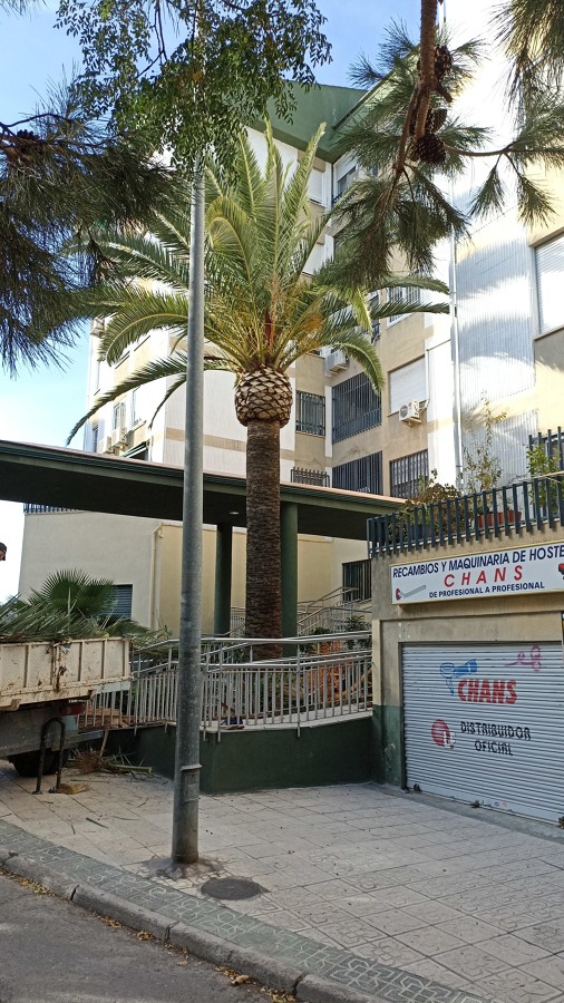 PODA Y ESTILIZADO DE PALMERAS