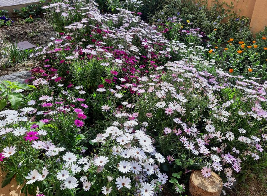 Jardin de margaritas