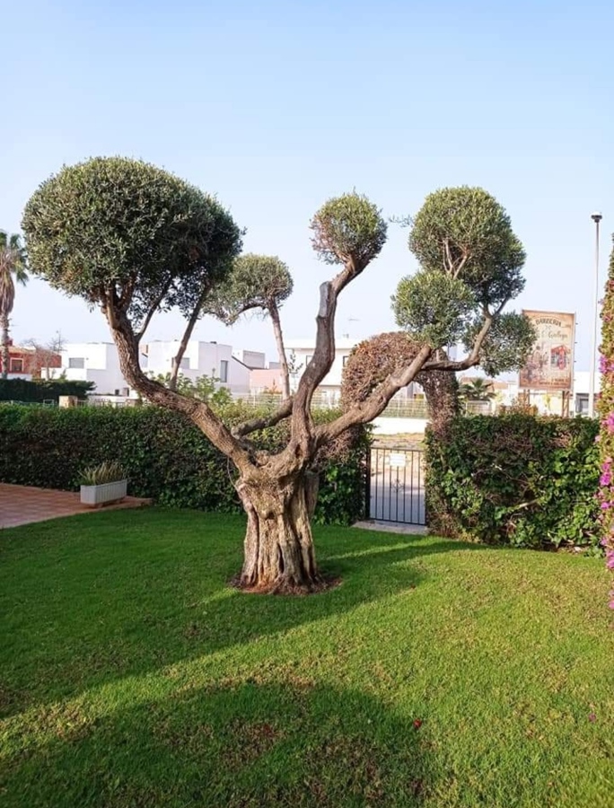 Poda de Olivera con bolas