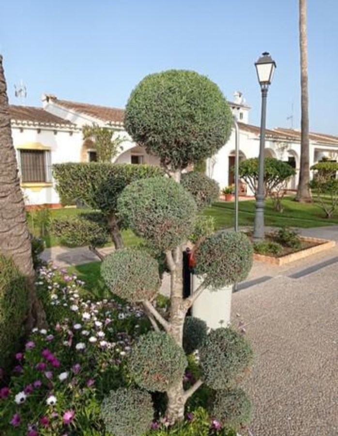 Poda de ciprés en bolas
