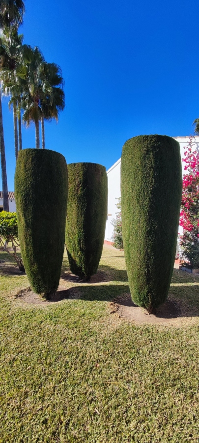 Formación de cipreses en copa