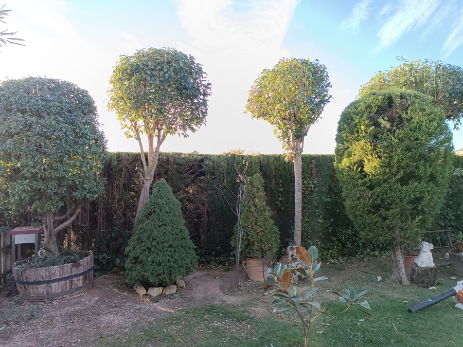 Poda se Setos i Redondear Bolas!!