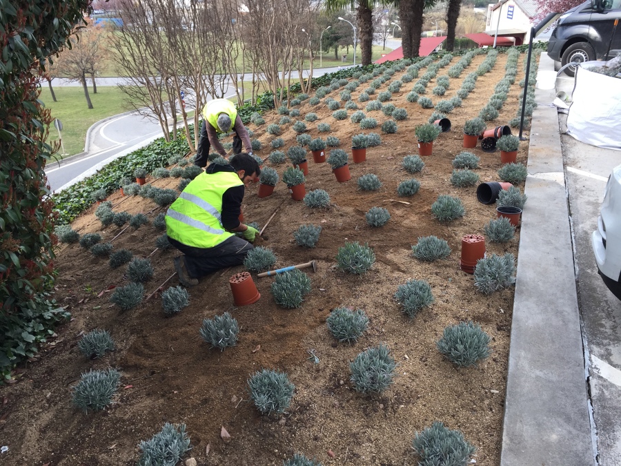 Grandes Proyectos de Plantaciones