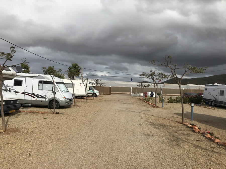 Podas de formación en Tipuanas