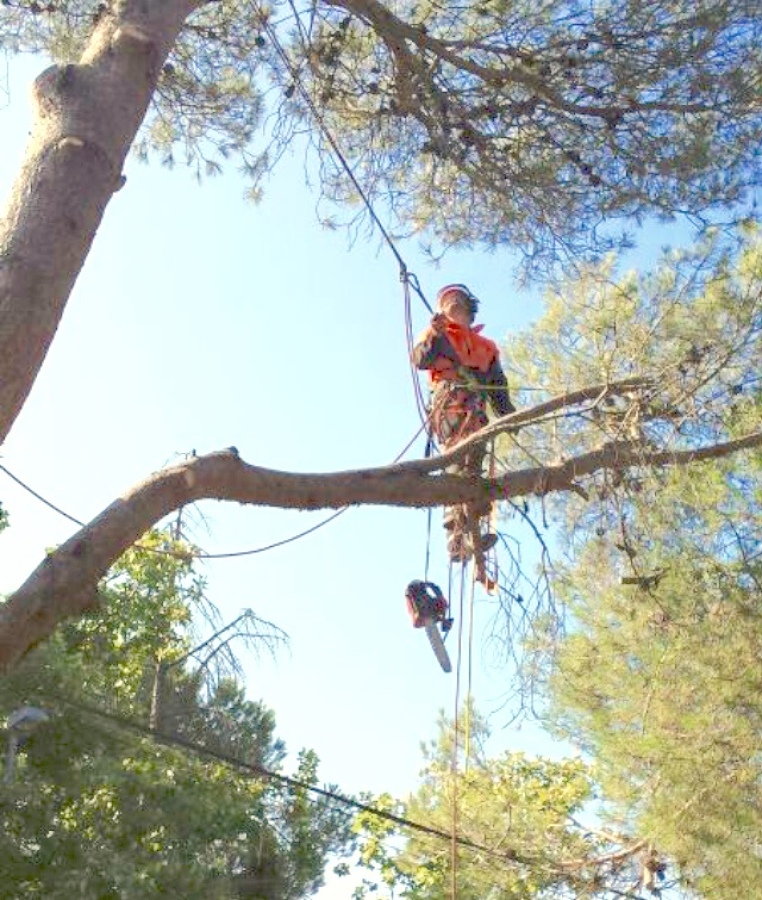 PODA SEVERA DE PINO PIÑONERO 