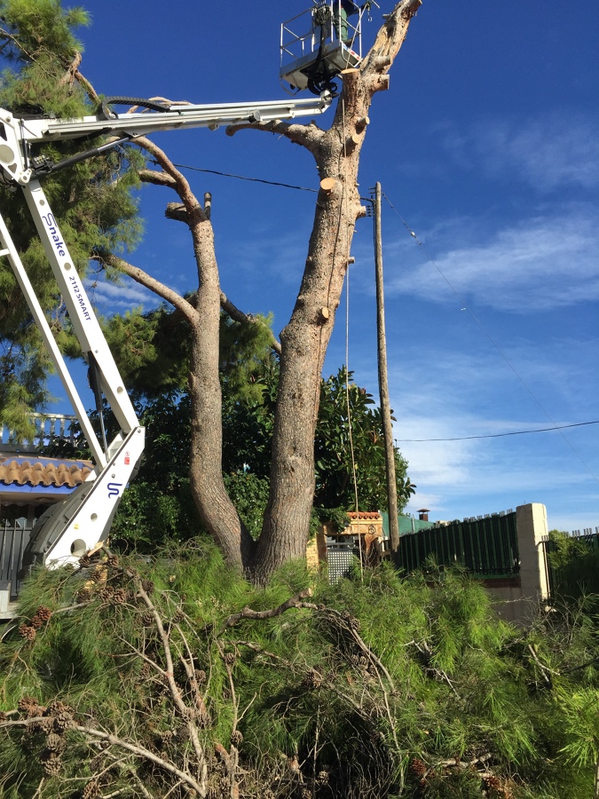 Tala, poda y abatimiento de arbolado