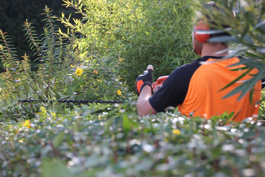jardinería- poda de setos