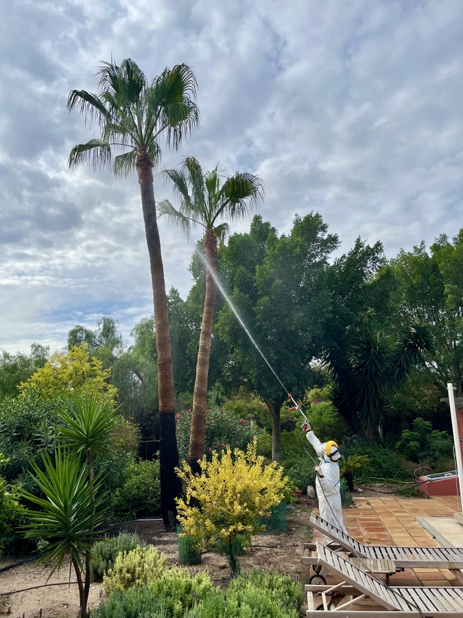 Fumigado de palmeras