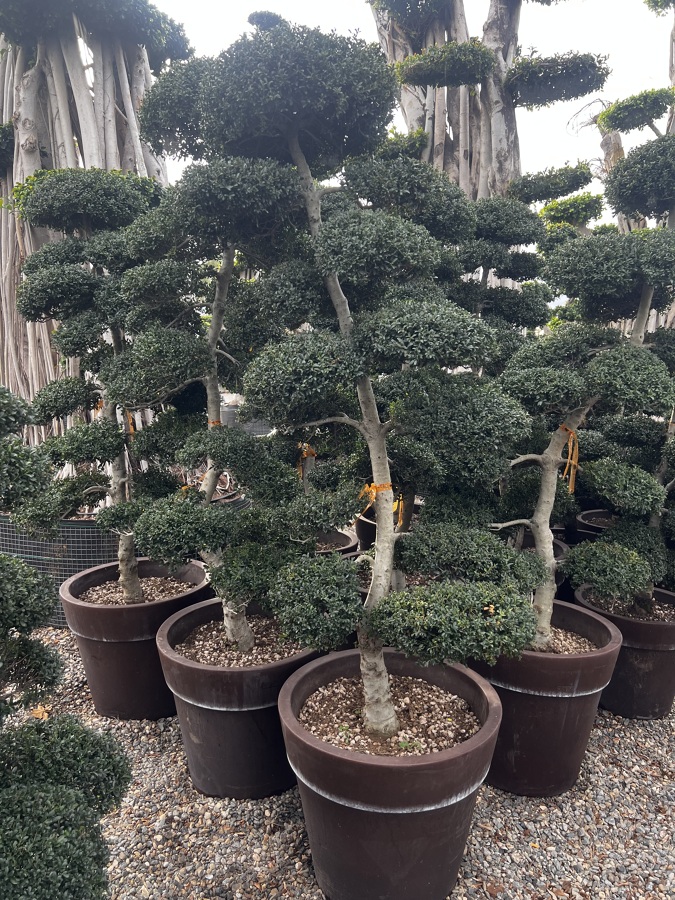 Venta de todo tipo de plantas para jardin