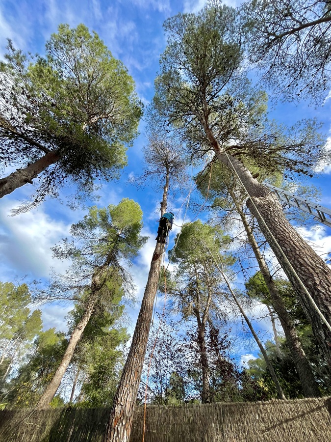 Tala de pino alto