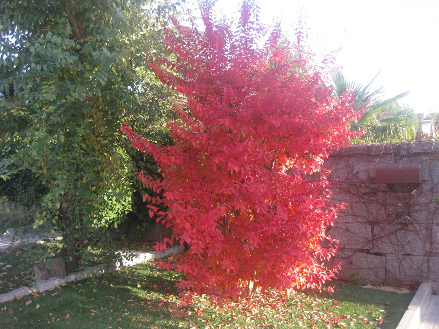 Colores de otoño (Rivas)