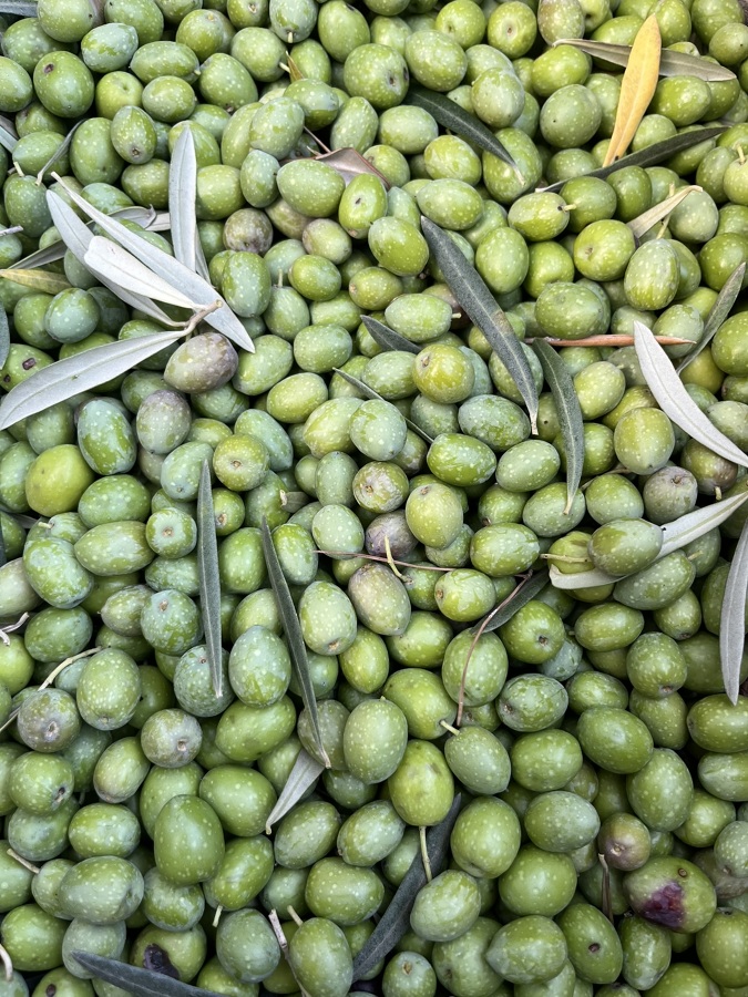 Poda de fincas y produccion