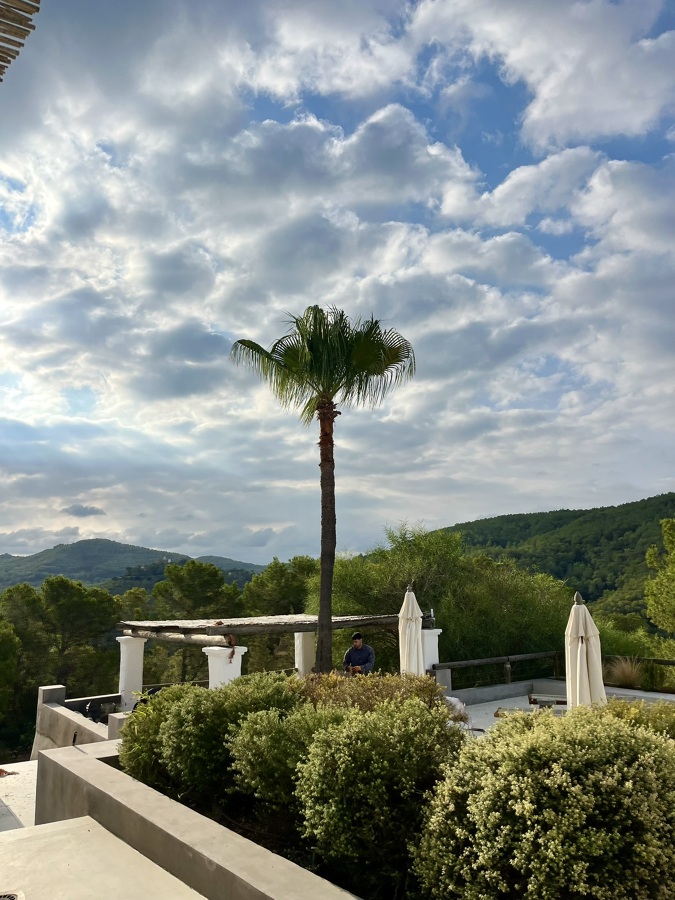 Poda de palmeras en altura