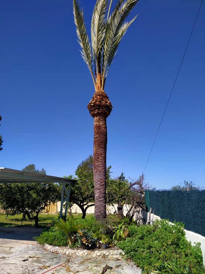 Palmera