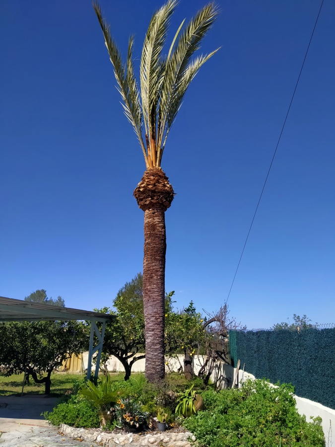 Palmera
