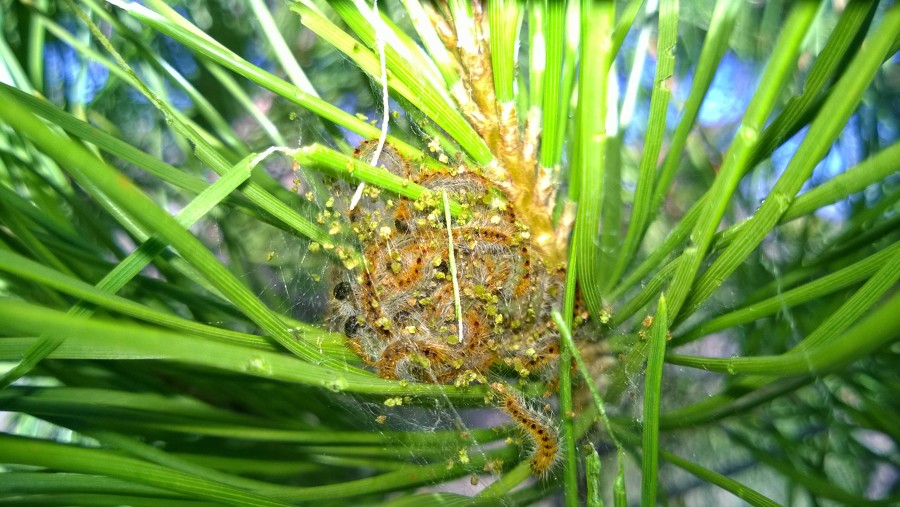 Procesionaria del pino