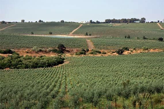 INFORMES Y PROYECTOS AGRICOLAS