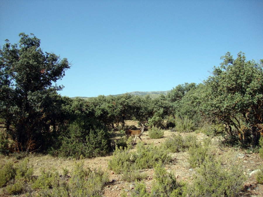 INFORMES Y PROYECTOS : MEDIO AMBIENTE