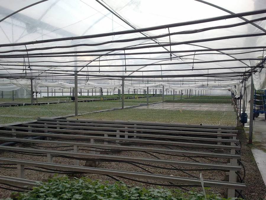 PROINED, realiza proyecto de Instalación Eléctrica en Semillero.