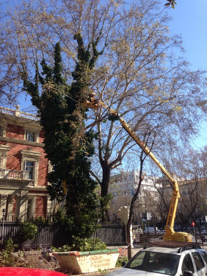 Poda en altura con plataforma