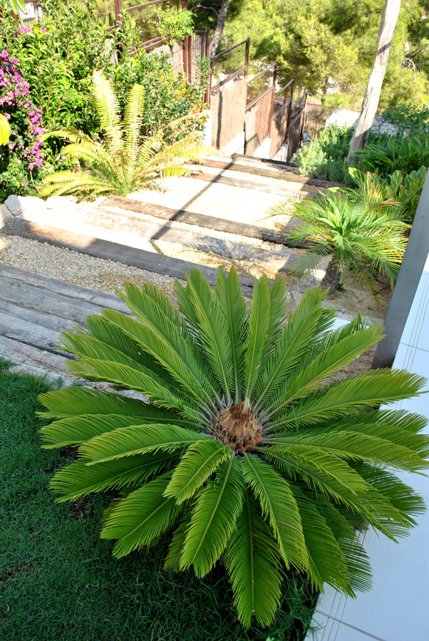 Jardín mediterráneo para villa