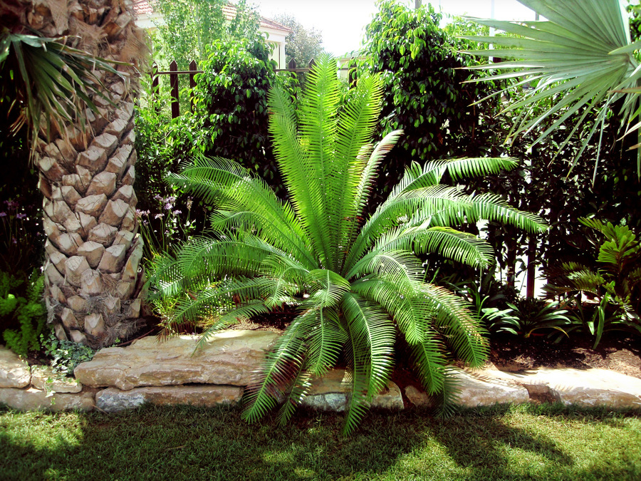 Jardín subtropical en Elche