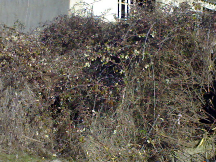  antes de la  limpieza de una  fuente rural