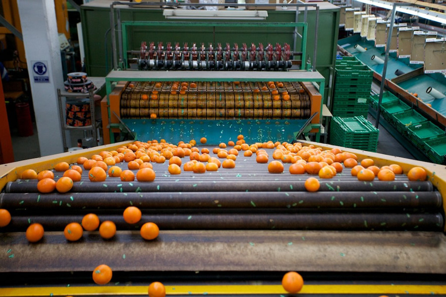 Linea de clasificación y envasado de cítricos en industria de manipulación de cítricos