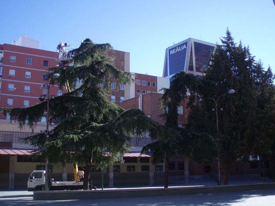 Mantenimiento arbolado colegio Nª Sª del Pilar