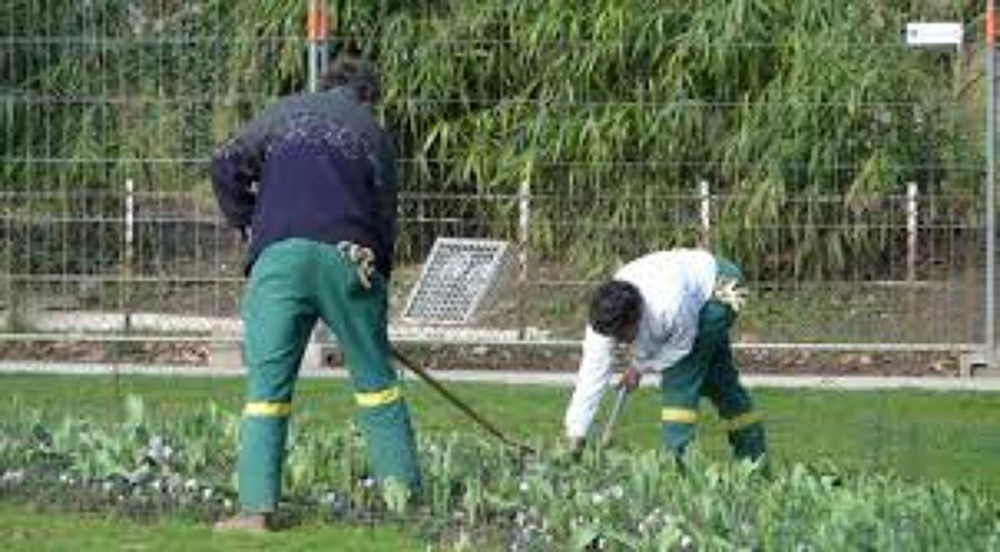 * * MANTENIMIENTO DE JARDINES * * 