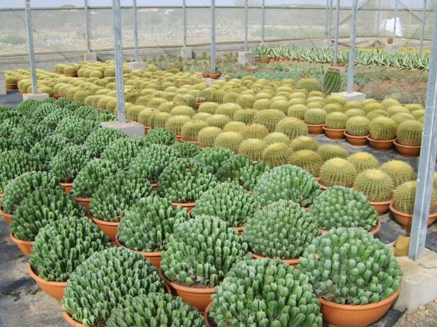 PLANTAS EJEMPLARES EN MACETA 