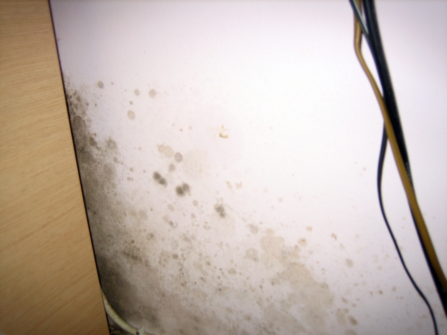 MOHO EN PAREDES