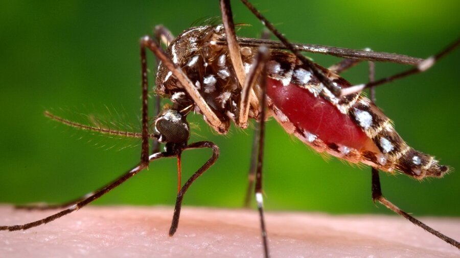 Mosquito (Culex pipiens / Aedes albopictus)