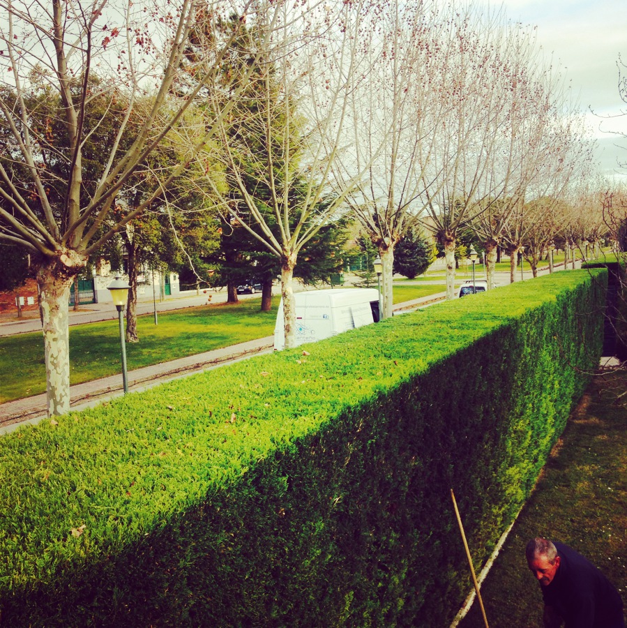 Poda en Valladolid